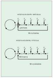 16. Irudia: Entzima alosterikoen erregulazio mekanismoak.<br><br>